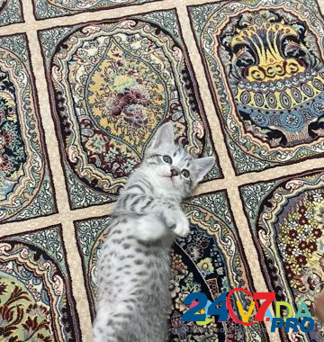 Кошка Makhachkala - photo 2