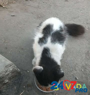 Бело-черный котик Екатеринбург - изображение 6