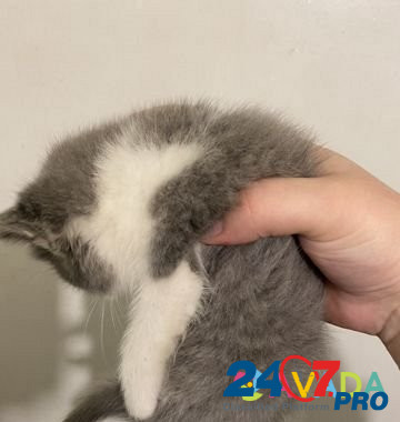 Котёнок Зеленокумск - изображение 5