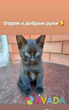Кошка Labinsk