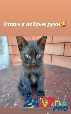 Кошка Лабинск - изображение 2