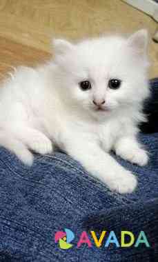 Белый котенок(девочка) отдам в хорошие руки Сельцо