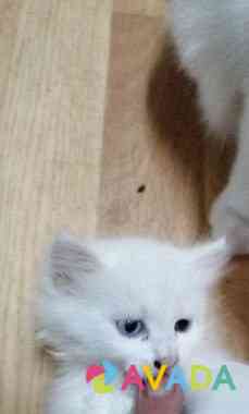 Белый котенок(девочка) отдам в хорошие руки Sel'tso
