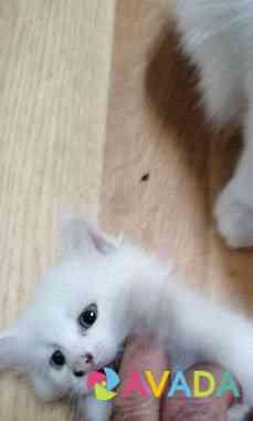 Белый котенок(девочка) отдам в хорошие руки Sel'tso
