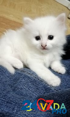 Белый котенок(девочка) отдам в хорошие руки Sel'tso - photo 2