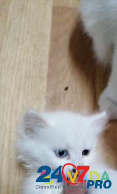 Белый котенок(девочка) отдам в хорошие руки Сельцо - изображение 3