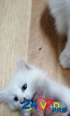 Белый котенок(девочка) отдам в хорошие руки Сельцо - изображение 4