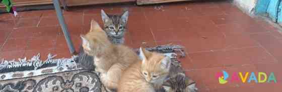 Котята рыжие и полосатые котики и черепаховая коше Khadyzhensk