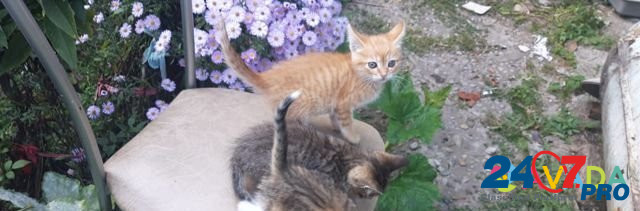 Котята рыжие и полосатые котики и черепаховая коше Khadyzhensk - photo 4