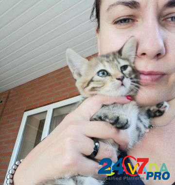 Котята в добрые руки Kushchevskaya - photo 3