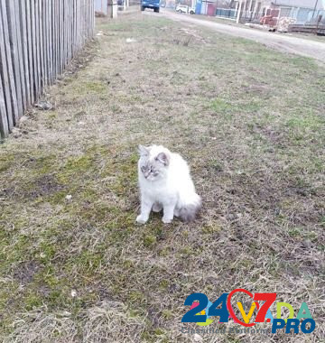 Кошка бесплатно Naberezhnyye Chelny - photo 1