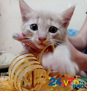 Котенок Ufa - photo 4