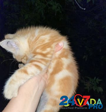 Котёнок мальчик Ivanovo - photo 1