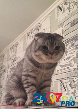 Кот на вязку Краснодар - изображение 1