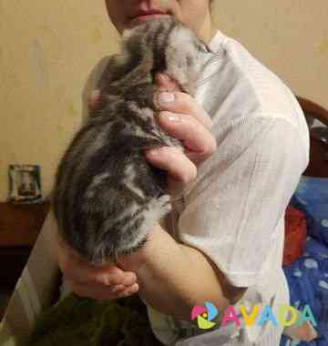 Вислоухие котята Kirovo-Chepetsk