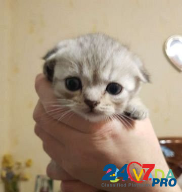 Вислоухие котята Kirovo-Chepetsk - photo 4