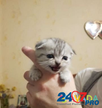 Вислоухие котята Kirovo-Chepetsk - photo 5