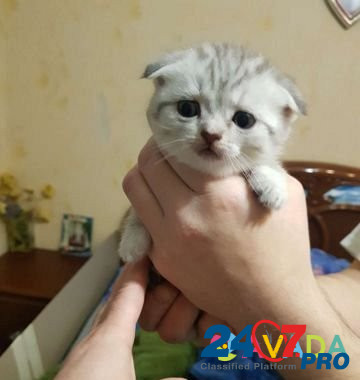 Вислоухие котята Kirovo-Chepetsk - photo 2