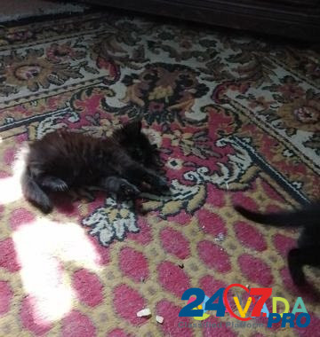 Котята Myski - photo 2