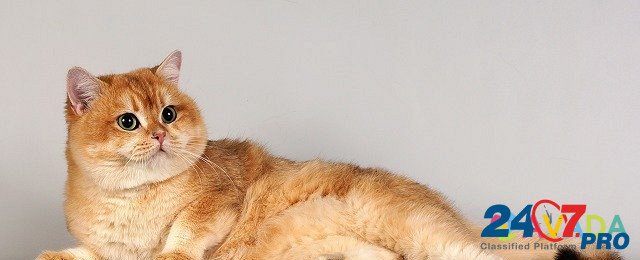 Котята золотой шиншиллы с изумрудными глазками Smolensk - photo 1