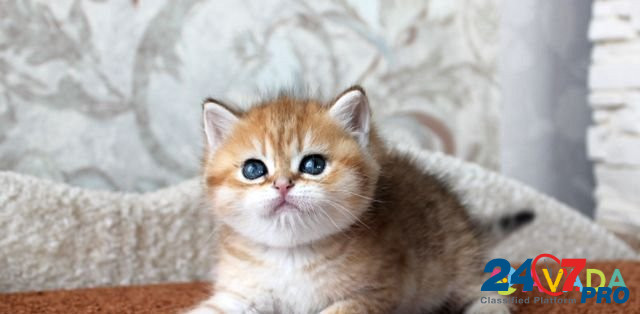 Котята золотой шиншиллы с изумрудными глазками Smolensk - photo 7