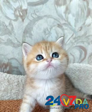 Котята золотой шиншиллы с изумрудными глазками Smolensk - photo 6