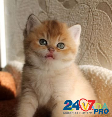 Котята золотой шиншиллы с изумрудными глазками Smolensk - photo 8