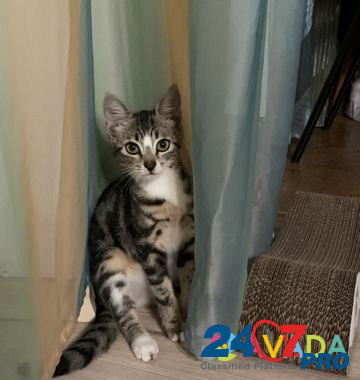 Кошка Tula - photo 4