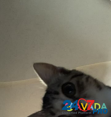 Кошка Tula - photo 2