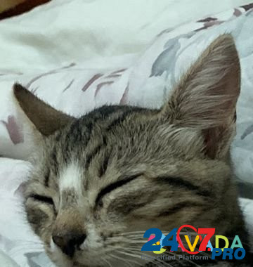 Кошка Tula - photo 3
