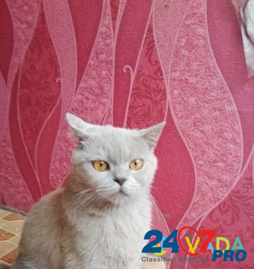 Кошка Трудобеликовский - изображение 1
