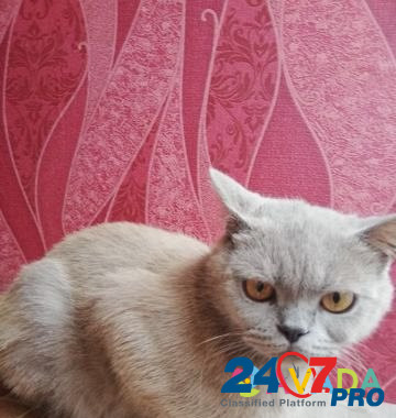 Кошка Трудобеликовский - изображение 3