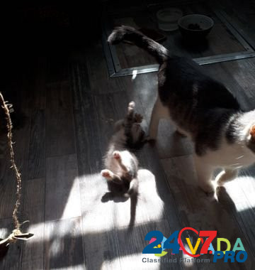 Котята в добрые руки Volgograd - photo 4