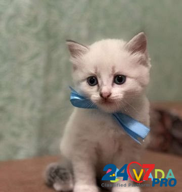 Котята Tyumen' - photo 4
