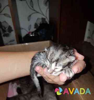Отдам котят в добрые руки от породистой Кошки Novosibirsk