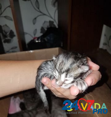 Отдам котят в добрые руки от породистой Кошки Новосибирск - изображение 4