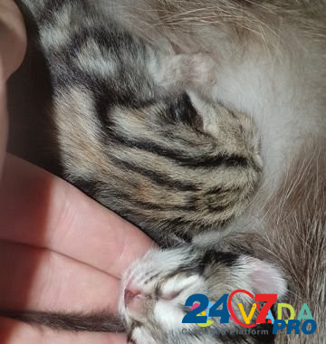 Отдам котят в добрые руки от породистой Кошки Новосибирск - изображение 7