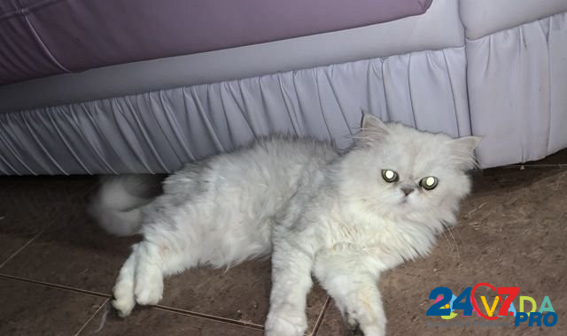 Кот на вязку Kazan' - photo 1