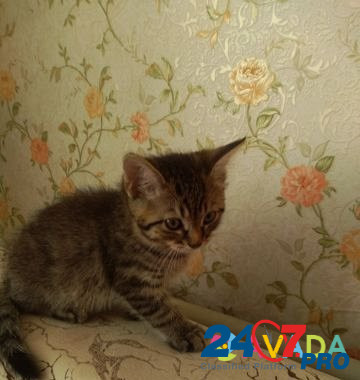 Ласковый котик) Володарск - изображение 2