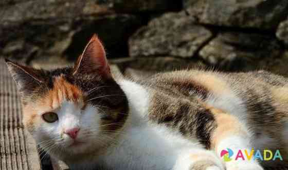 Найдена трехцветная одноглазая кошка Novorossiysk