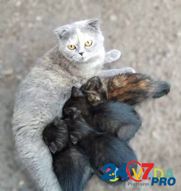 Кошка Buzuluk - photo 1