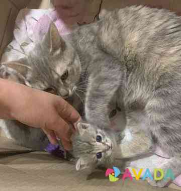 Котята в добрые руки даром Irkutsk