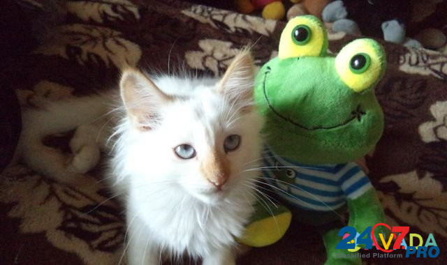 Голубоглазые тайские котята Belgorod - photo 2