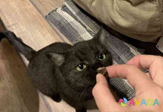 Кошка Черная не ручная Bol'shaya Izhora