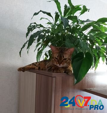 Кошка бенгальская Voronezh - photo 3