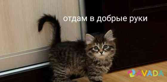 Котенок в хорошие руки Korenovsk