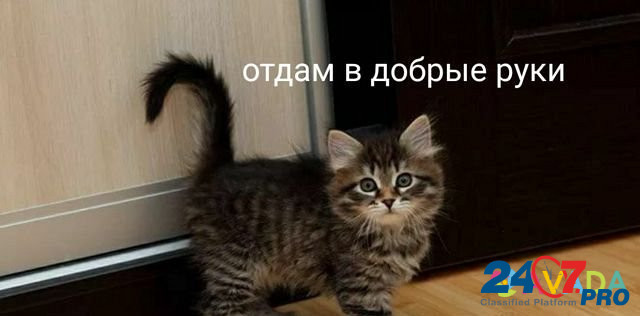 Котенок в хорошие руки Кореновск - изображение 1