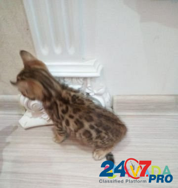 Бенгальские котята Krasnodar - photo 1