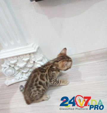 Бенгальские котята Krasnodar - photo 2