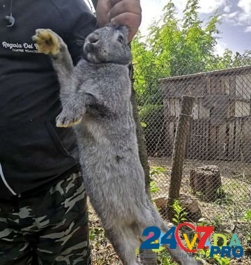 Кролик мальчик Krylovskaya - photo 1